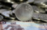 В сентябре в Рязанской области инфляция увеличилась до 4,4%